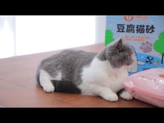 cat litter introduction